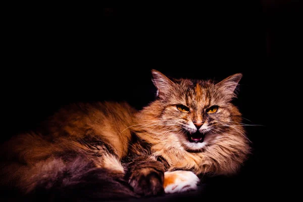 Cara engraçada e emoções de um gato. Expressão feliz e sombria . — Fotografia de Stock