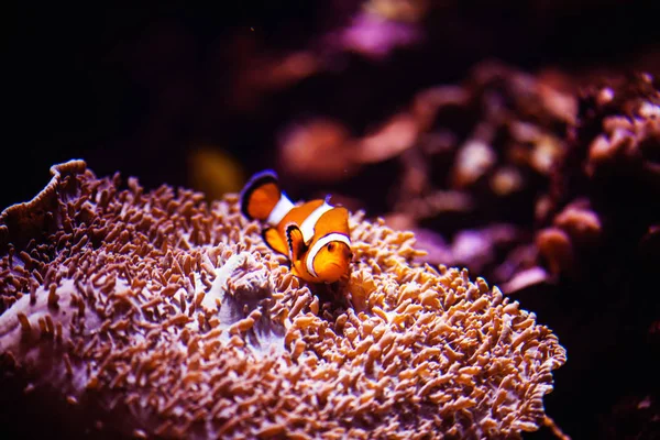 Wonderful and beautiful underwater world with corals and tropica — Stock Photo, Image