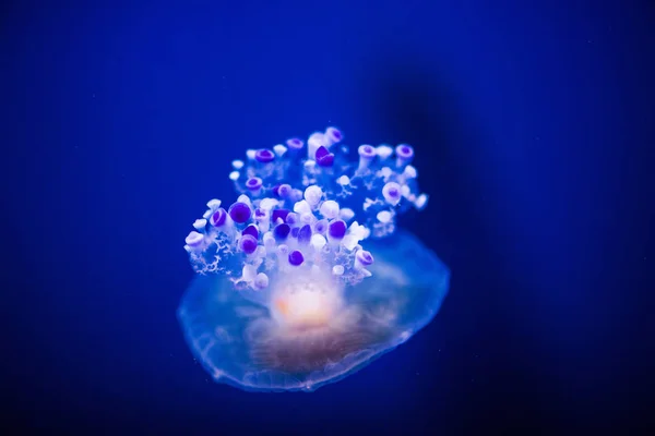 Schöne Quallen, Medusa im Neonlicht mit den Fischen. a — Stockfoto