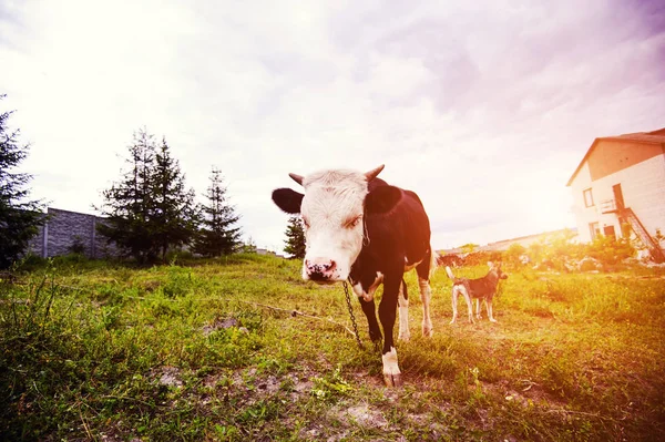 Vacas pastando em um campo verde — Fotografia de Stock