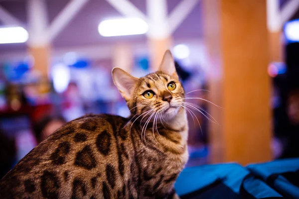 Hermoso gato de Bengala con estilo. Retrato animal . — Foto de Stock