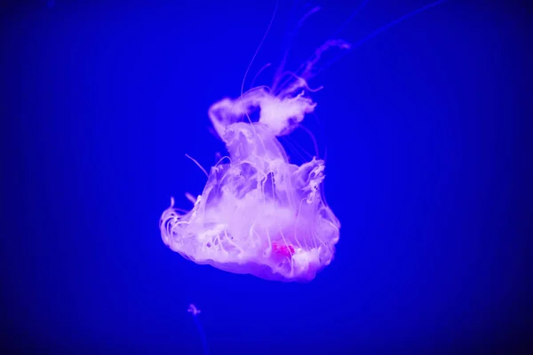 美丽的水母, 水母在霓虹灯与鱼。一个 — 图库照片