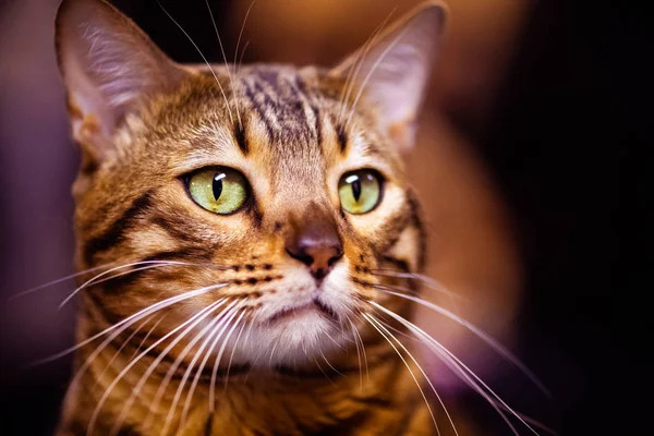 Schöne stylische Bengalkatze. Tierporträt. — Stockfoto