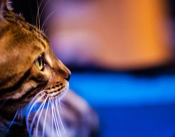 Beautiful stylish Bengal cat. Animal portrait. — 스톡 사진