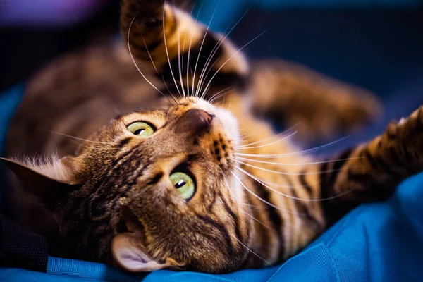 Hermoso gato de Bengala con estilo. Retrato animal . — Foto de Stock