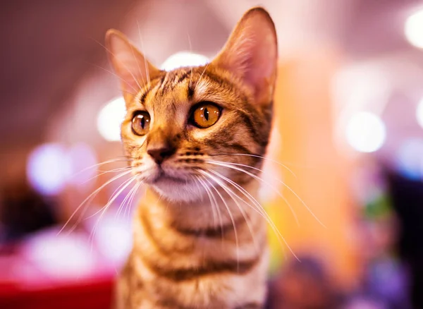 Krásná stylová bengálská kočka. Zvířecí portrét. — Stock fotografie