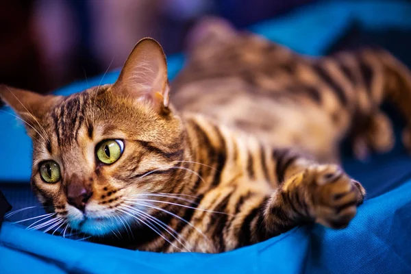 Beautiful stylish Bengal cat. Animal portrait. — Stock Photo, Image