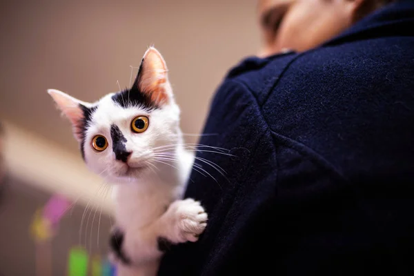 Gattino. ritratto di gatto divertente — Foto Stock