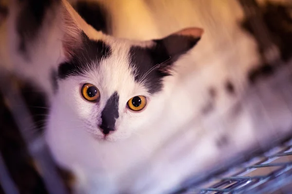 Koťátko. portrét legrační kočky — Stock fotografie