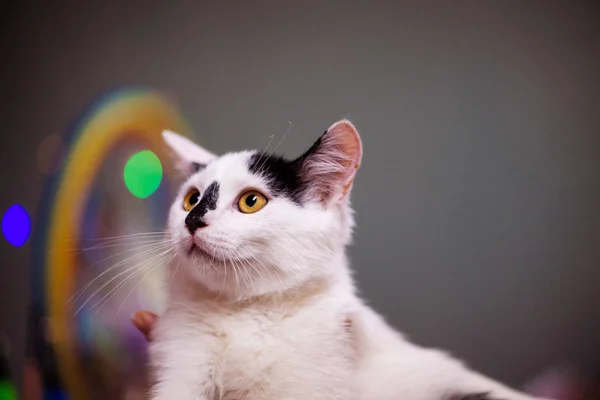 Kätzchen. Porträt einer lustigen Katze — Stockfoto