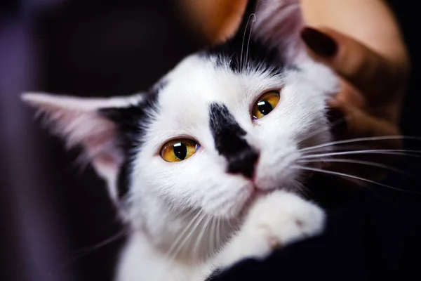 Котёнок. портрет смешной кошки — стоковое фото
