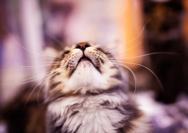Schöne Maine Coon Katze. Sammlung lustiger Tiere. Tierschutz — Stockfoto