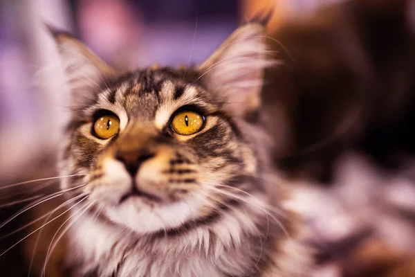 Hermoso Maine Coon Cat. Colección de animales divertidos. Animal wo — Foto de Stock