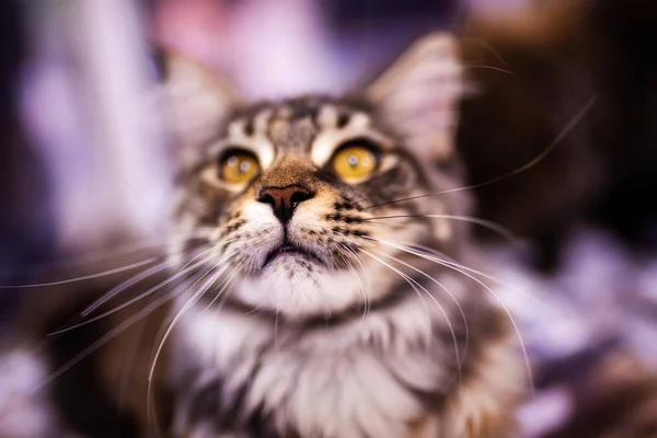 Schöne Maine Coon Katze. Sammlung lustiger Tiere. Tierschutz — Stockfoto