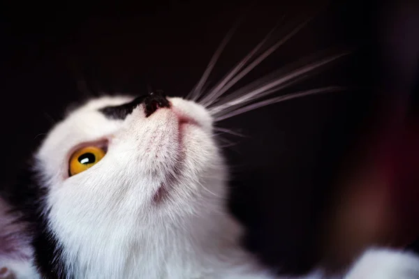 Gatito. retrato de gato divertido — Foto de Stock