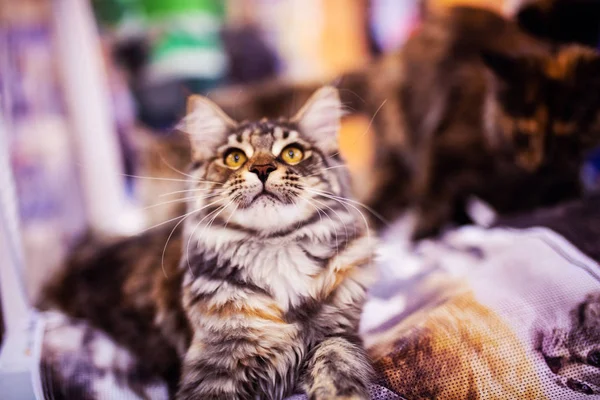 Hermoso Maine Coon Cat. Colección de animales divertidos. Animal wo — Foto de Stock