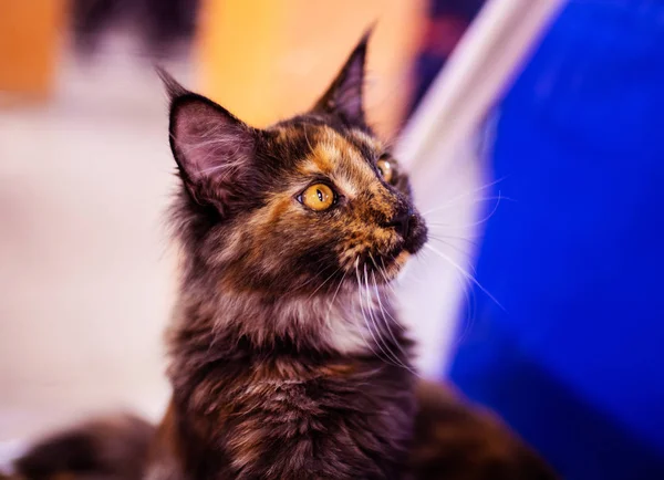 Beautiful Maine Coon Cat. Collection of funny animals. Animal wo — Stock Photo, Image