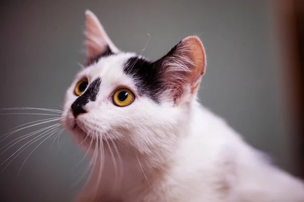 Kätzchen. Porträt einer lustigen Katze — Stockfoto