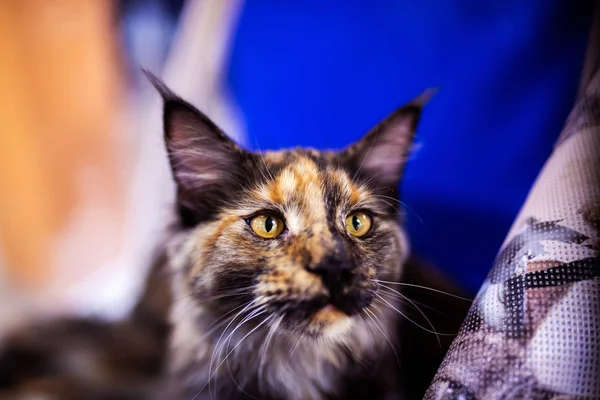 Schöne Maine Coon Katze. Sammlung lustiger Tiere. Tierschutz — Stockfoto