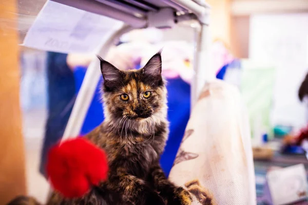 Hermoso Maine Coon Cat. Colección de animales divertidos. Animal wo — Foto de Stock