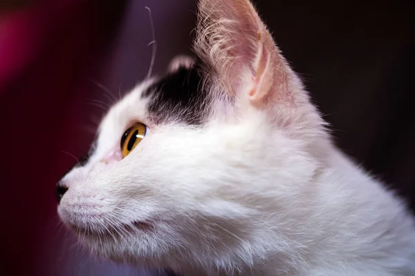 Kitten. portrait of funny cat — Stok fotoğraf