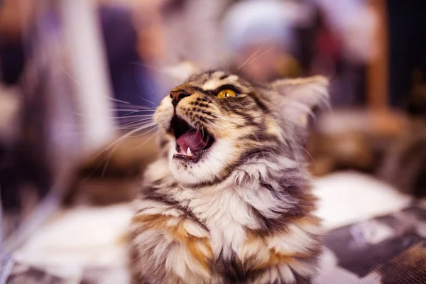 Hermoso gato (Maine Coon). Colección de animales divertidos. Animales. — Foto de Stock