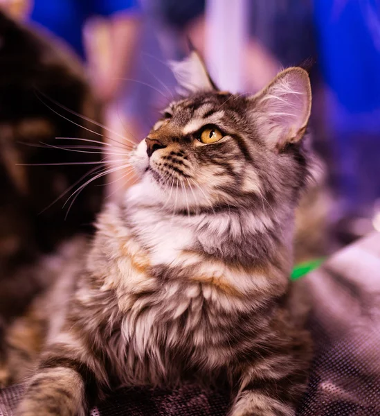 Hermoso gato (Maine Coon). Colección de animales divertidos. Animales. — Foto de Stock