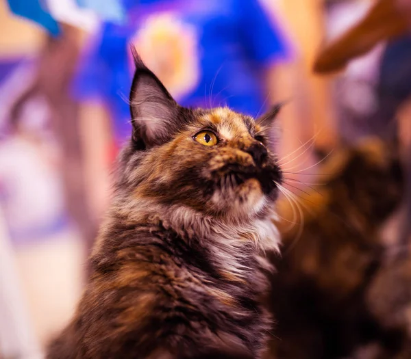 Schöne Katze (Maine Coon). Sammlung lustiger Tiere. Tier — Stockfoto