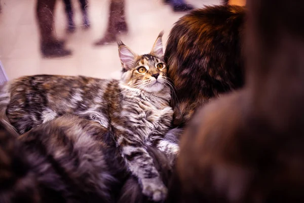 Beautiful cat (Maine Coon). Collection of funny animals. Animal — Stock Photo, Image