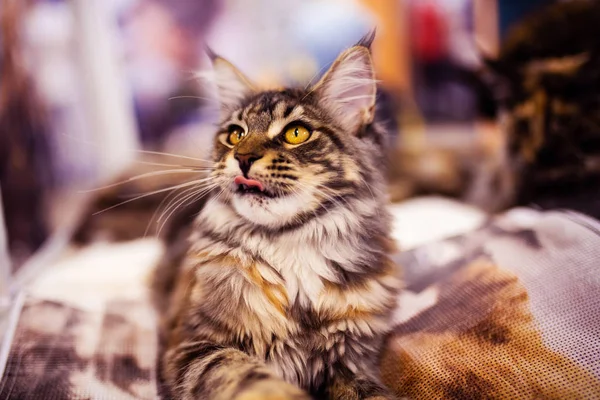 Beautiful cat (Maine Coon). Collection of funny animals. Animal — Stock Photo, Image