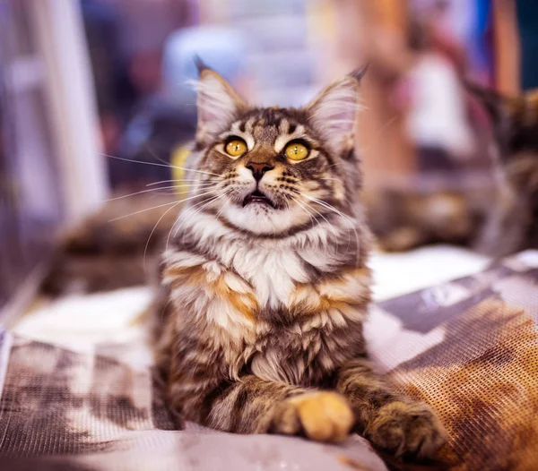 Beautiful cat (Maine Coon). Collection of funny animals. Animal — Stock Photo, Image