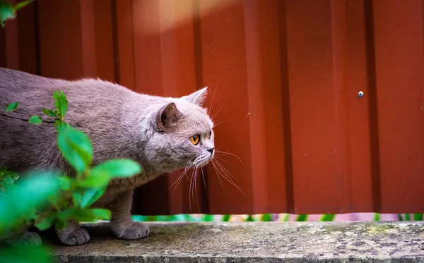 Söt katt på grönt gräs. Brittisk katt. — Stockfoto