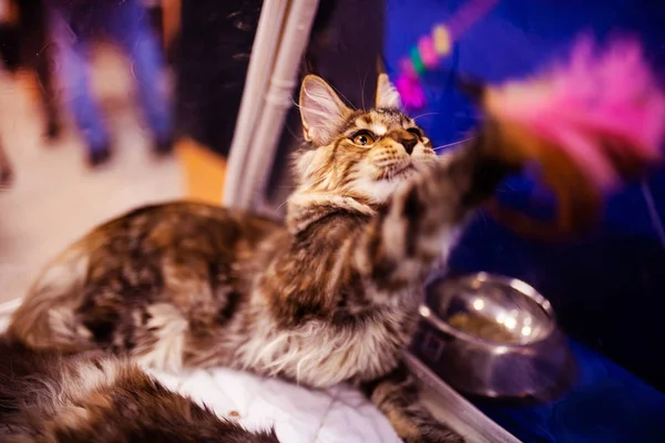 Hermoso gato (Maine Coon). Colección de animales divertidos. Animales. — Foto de Stock