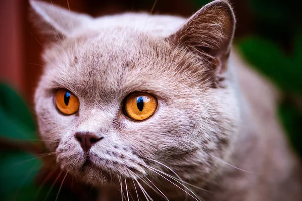 Gato doce na grama verde. Gato britânico . — Fotografia de Stock