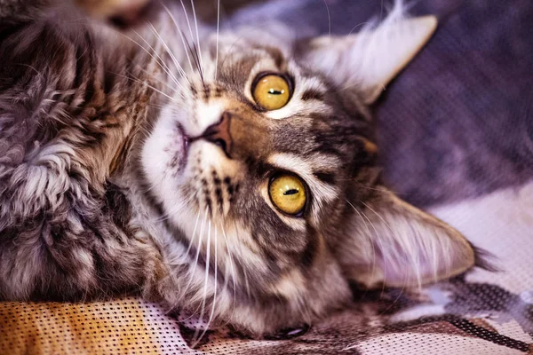 Beautiful cat (Maine Coon). Collection of funny animals. Animal — 图库照片