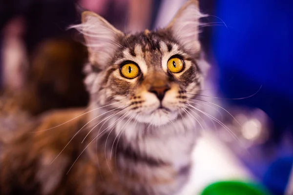 Hermoso gato (Maine Coon). Colección de animales divertidos. Animales. — Foto de Stock