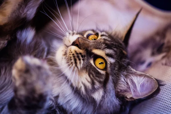 Beautiful cat (Maine Coon). Collection of funny animals. Animal — 스톡 사진