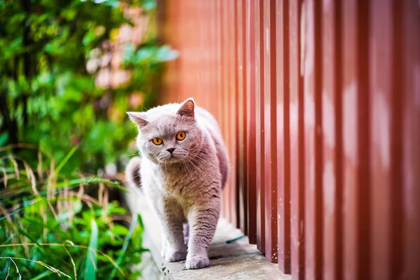 Sweet cat on green grass. British cat.