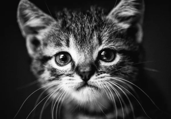Cute little kitten with amazing eyes. Sweet baby. Lovely friend. — Stock Photo, Image