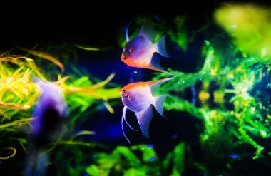 Harika ve güzel sualtı dünya mercan ve tropica