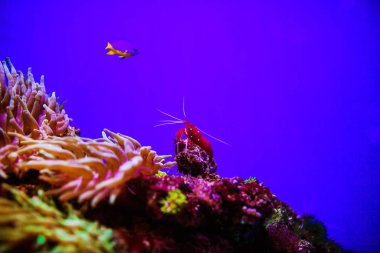 Harika ve güzel sualtı dünya mercan ve tropica