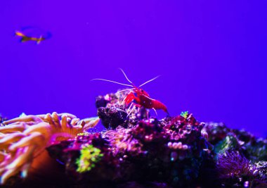 Harika ve güzel sualtı dünya mercan ve tropica