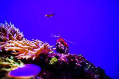 Harika ve güzel sualtı dünya mercan ve tropica