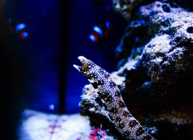 Harika ve güzel sualtı dünya mercan ve tropica