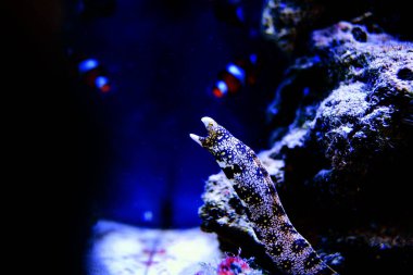 Harika ve güzel sualtı dünya mercan ve tropica