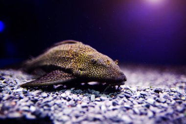 Harika ve güzel sualtı dünya mercan ve tropica