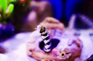 Harika ve güzel sualtı dünya mercan ve tropica