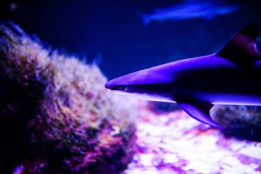 Masmavi suda köpekbalığı