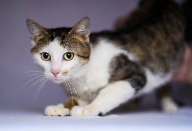 Sevimli sevimli kedi, seçici odaklanma.