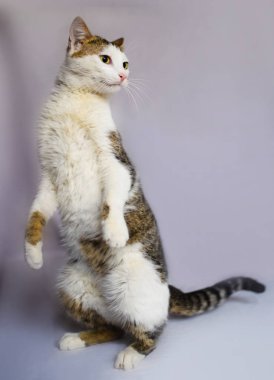 Sevimli sevimli kedi, seçici odaklanma.